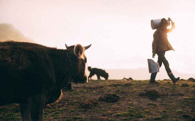 gado e profissional do campo